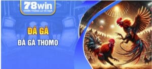 Tổng quan về đá gà 78Win