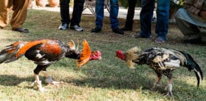Sự phát triển của đá gà campuchia 