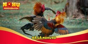 Đá Gà NOHU90
