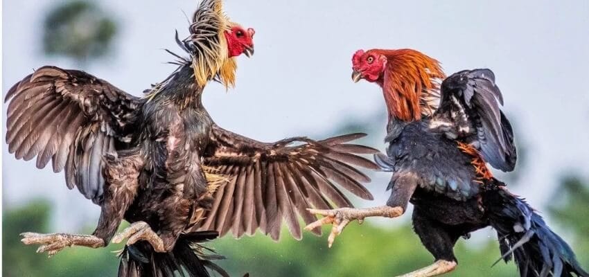 Tìm hiểu kĩ thông tin về gà chiến và trường đấu
