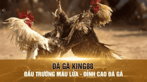 Sân chơi đá gà tại King88 – nơi máu chiến không ngủ