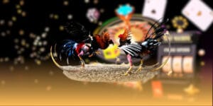 Đá gà nòi cựa sắt