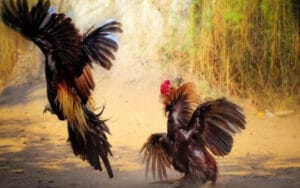 Các loại hình đá gà nổi bật được yêu thích nhất tại BET88