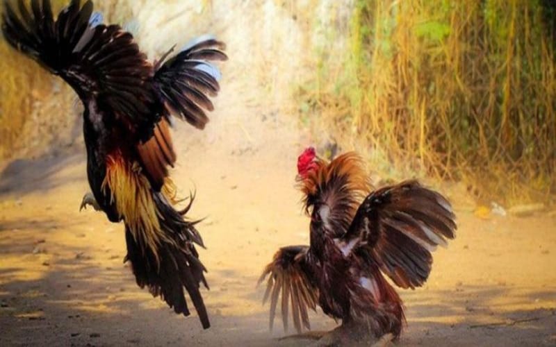 Các loại hình đá gà nổi bật được yêu thích nhất tại BET88