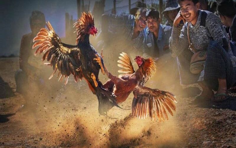 Chiến thuật đặt cược với Đá Gà Cựa Sắt