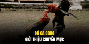 Giới thiệu khái quát về dịch vụ đá gà tại nhà cái QQ88