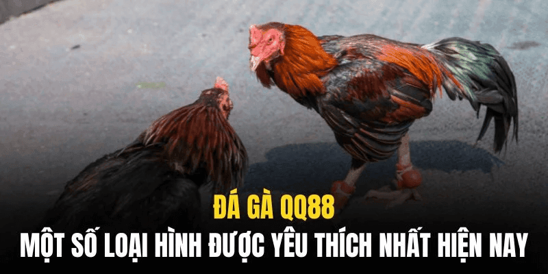 Xem trực tuyến trận đấu đá gà
