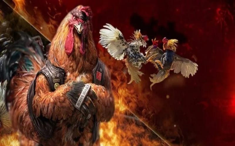 Đá gà truyền thống – Tái hiện tinh thần dân gian xưa