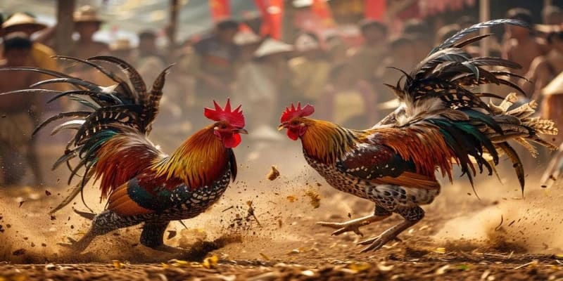 Những lưu ý quan trọng cho anh em khi chơi đá gà FB88