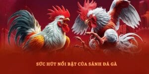 Sức hút nổi bật của sảnh đá gà thomo C1 