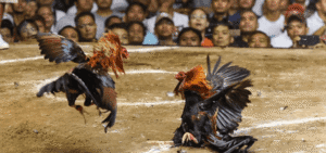 Gà thật – Trường đấu thật – Không cắt ghép, không dàn dựng