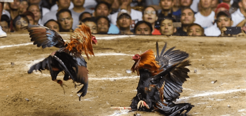 Gà thật – Trường đấu thật – Không cắt ghép, không dàn dựng