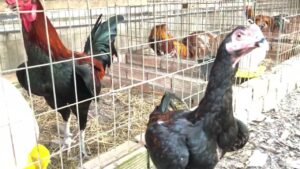 Đặc điểm ngoại hình và tư thế của chiến kê gà Jap