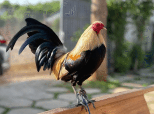 Anh em cược thủ cần kinh nghiệm soi kèo, đặt cược đá gà Thomohomnay