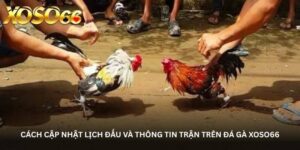 Cách cập nhật lịch đấu và thông tin trận trên đá gà Xoso66