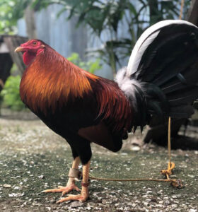 Ngoại hình gà Kelso trưởng thành với dáng đứng cân đối