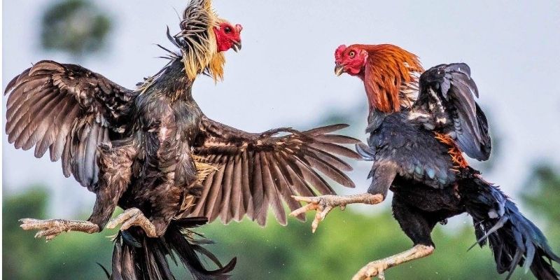 Mẹo phân tích chiến kê chuẩn xác từ các chuyên gia