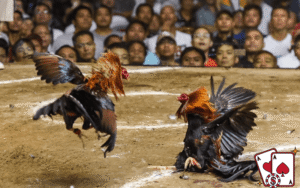 Hai chiến kê trong trận đá gà cựa sắt 789BET
