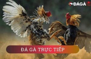Hình ảnh phát trực tiếp trận gà tại Thomo