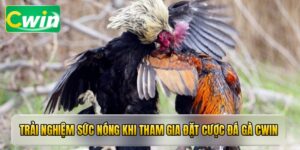 Trải nghiệm sức nóng khi tham gia đặt cược đá gà cwin